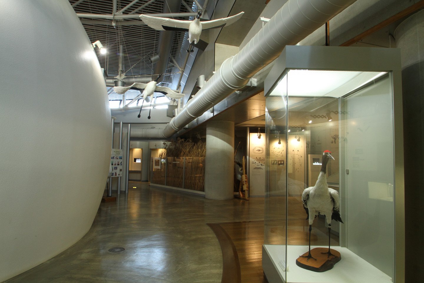 🏞️ 구시로시 붉은머리두루미 자연공원 (구시로시 단초즈루 시젠코엔) 이미지 4